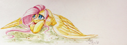 Size: 2682x957 | Tagged: safe, artist:amishy, fluttershy, pegasus, pony, g4, cute, female, floppy ears, grass, looking away, looking up, prone, shyabetes, solo, spread wings, stray strand, traditional art, watercolor painting, wings