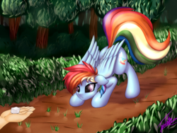 Size: 4000x3000 | Tagged: safe, artist:elzzombie, rainbow dash, human, pegasus, pony, g4, :o, cute, eyes on the prize, face down ass up, female, floppy ears, forest, hand, mare, pounce, solo focus, sugarcube