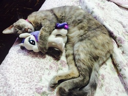 Size: 3264x2448 | Tagged: safe, rarity, cat, g4, aurora, cat cuddling plushies, cute, daaaaaaaaaaaw, high res, hug, irl, photo, plushie, sleeping