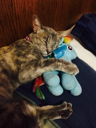 Size: 2448x3264 | Tagged: safe, rainbow dash, cat, g4, cat cuddling plushies, cute, high res, hug, irl, photo, plushie, ty