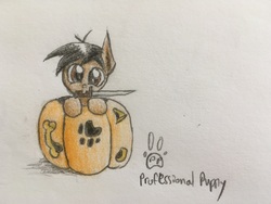 Size: 4032x3024 | Tagged: safe, artist:professionalpuppy, oc, oc only, oc:cocoa mocha, bayonet, cute, food, halloween, holiday, jack-o-lantern, mouth hold, nightmare night, paw prints, pumpkin, pumpkin carving, solo, weapon