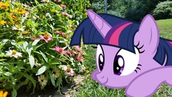 Size: 1156x650 | Tagged: safe, artist:geonine, artist:thedoubledeuced, twilight sparkle, alicorn, pony, g4, blurry, closer, female, flower, irl, mare, outdoors, photo, ponies in real life, solo, twilight sparkle (alicorn), vector