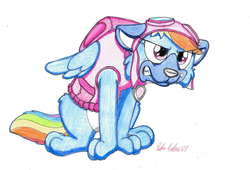 Size: 1332x904 | Tagged: safe, artist:silversimba01, rainbow dash, dog, pony, g4, annoyed, clean, clothes, costume, dogified, fanart, female, outfit, paw patrol, rainbow dog, show, skye (paw patrol), solo, species swap, traditional art, winged dog