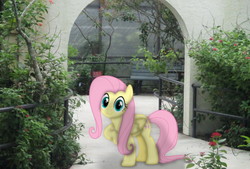 Size: 1328x896 | Tagged: safe, artist:riniginianna, fluttershy, pegasus, pony, g4, bench, butterfly world, female, florida, irl, looking at you, mare, photo, plants, ponies in real life, sign, solo, vector