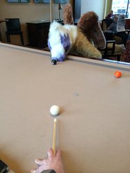 Size: 600x800 | Tagged: safe, artist:neouka, artist:spainfischer, gilda, griffon, human, g4, billiards, fursuit, irl, irl human, photo, snooker, swimming pool, sydneyroo(coser)