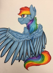 Size: 2264x3094 | Tagged: safe, artist:daviikin, rainbow dash, pegasus, pony, g4, female, high res, mare, marker drawing, simple background, sitting, solo, spread wings, traditional art, white background