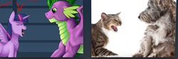 Size: 1862x622 | Tagged: safe, spike, twilight sparkle, alicorn, cat, dog, pony, g4, :t, chest fluff, eyes closed, fluffy, hissing, look-alike, open mouth, smiling, spread wings, twilight sparkle (alicorn)