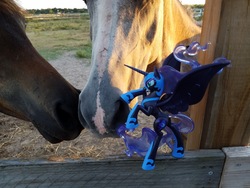 Size: 1600x1200 | Tagged: safe, photographer:we are borg, nightmare moon, horse, g4, fan series, guardians of harmony, horse-pony interaction, irl, irl horse, misadventures of the guardians, photo, sniffing, toy