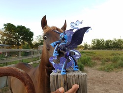 Size: 1600x1200 | Tagged: safe, photographer:we are borg, nightmare moon, horse, human, g4, fan series, guardians of harmony, horse-pony interaction, irl, irl horse, misadventures of the guardians, photo, toy