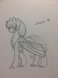 Size: 774x1032 | Tagged: safe, artist:liefsong, oc, oc only, oc:whisper, bat pony, pony, cute, sketch, solo, traditional art