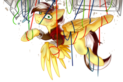 Size: 3016x2012 | Tagged: safe, artist:ruef, oc, oc only, oc:silver lining, pegasus, pony, ceiling, ceiling pony, clothes, dust, embarrassed, high res, looking at you, male, not what it looks like, pipe (plumbing), simple background, solo, stallion, tangled up, transparent background, wires