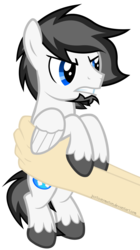 Size: 4480x8000 | Tagged: safe, artist:justisanimation, oc, oc only, oc:marshmallow fluffbutt, human, pegasus, pony, absurd resolution, angry, grumpy, holding a pony, justis holds a pony, male, simple background, stallion, transparent background