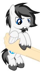 Size: 560x1000 | Tagged: safe, artist:justisanimation, oc, oc only, oc:marshmallow fluffbutt, pegasus, pony, angry, animated, gif, grumpy, holding a pony, justis holds a pony, male, simple background, stallion, transparent background