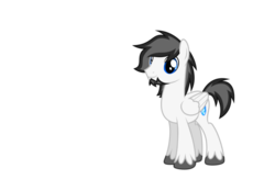 Size: 800x522 | Tagged: safe, oc, oc only, oc:marshmallow fluffbutt, pegasus, pony, 2017 community collab, derpibooru community collaboration, male, simple background, solo, stallion, transparent background