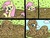 Size: 1280x960 | Tagged: safe, artist:darktenor5, fluttershy, g4, comic, female, mud, solo, squishy