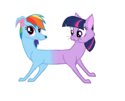 Size: 903x729 | Tagged: safe, artist:theunknowenone1, rainbow dash, twilight sparkle, cat, dog, g4, catdog, catified, conjoined, dogified, fusion, multiple heads, pushmi-pullyu, rainbow dog, simple background, species swap, twidash (fusion), twilight cat, two heads, white background