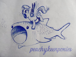 Size: 1024x768 | Tagged: safe, artist:peachykeenponies, oc, oc only, fish, pegasus, pony, shark, whale shark, :o, bubble, female, mare, monochrome, open mouth, riding, sketch, spread wings, traditional art, underwater, wide eyes, wings