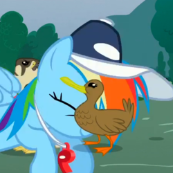 Size: 451x451 | Tagged: safe, screencap, rainbow dash, bird, duck, falcon, pegasus, pony, g4, may the best pet win, animation error, coach rainbow dash, cropped, duckface, female, hat, layering error, mare, pun, rainbow dashs coaching whistle, visual pun, whistle, whistle necklace