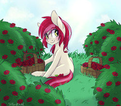 Size: 2400x2100 | Tagged: safe, artist:silbersternenlicht, roseluck, earth pony, pony, g4, blushing, bush, commissioner:doom9454, cute, featured image, female, flower, grass, high res, looking back, rosabetes, rose, rose bush, sitting, smiling, solo