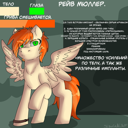 Size: 5808x5808 | Tagged: safe, artist:slynecallisto, oc, oc only, oc:rave muller, pegasus, pony, absurd resolution, implants, male, reference sheet, russian