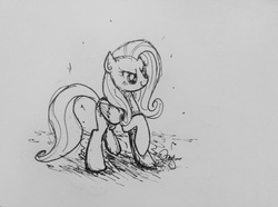 Size: 2048x1520 | Tagged: safe, artist:daniel10alien, fluttershy, g4, black and white, evil smile, female, folded wings, grayscale, looking at something, raised hoof, simple background, solo, standing, stomping, traditional art, white background
