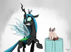 Size: 2700x2000 | Tagged: safe, artist:poecillia-gracilis19, queen chrysalis, cat, changeling, changeling queen, g4, female, grumpy cat, high res, meme