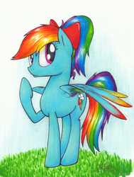 Size: 3327x4399 | Tagged: safe, artist:lollipony, rainbow dash, pegasus, pony, g4, alternate hairstyle, bow, colored wings, colored wingtips, cute, female, grass, hair bow, looking at you, mare, ponytail, rainbow feathers, raised hoof, simple background, smiling, solo, spread wings, white background