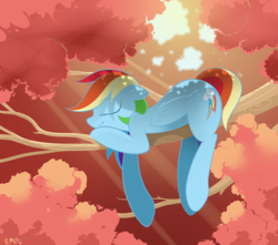 Size: 4000x3536 | Tagged: safe, artist:b-epon, rainbow dash, pegasus, pony, g4, backwards cutie mark, eyes closed, female, mare, sleeping, smiling, solo, tree