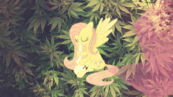 Size: 2120x1192 | Tagged: dead source, safe, artist:fralorgrafon, edit, fluttershy, g4, bong, drugs, female, marijuana, solo