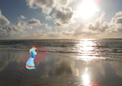 Size: 4681x3311 | Tagged: safe, artist:kehrminator, rainbow dash, g4, beach, irl, ocean, photo, ponies in real life, solo, sun, vector