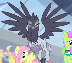 Size: 524x460 | Tagged: safe, screencap, fluttershy, giselle, irma, merry may, griffon, equestria games (episode), g4, background griffon, cropped, equestria games, flying, solo focus, spread wings, wings, wristband