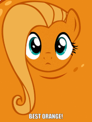Size: 477x634 | Tagged: safe, artist:hendro107, fluttershy, g4, what about discord?, animated, flutterrange, food, image macro, inanimate tf, meme, orange, orangified, solo, transformation, vibrating