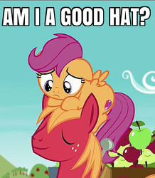 Size: 627x720 | Tagged: safe, edit, screencap, big macintosh, scootaloo, earth pony, pegasus, pony, g4, on your marks, apple, caption, cute, cutealoo, cutie mark, eyes closed, female, filly, floppy ears, food, frown, image macro, looking down, male, meme, ponies riding ponies, pony hat, riding, scootahat, scootaloo riding big macintosh, smiling, stallion, sweet apple acres, text, the cmc's cutie marks