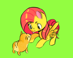 Size: 574x459 | Tagged: artist needed, safe, fluttershy, pegasus, pony, shiba inu, g4, :p, anus, cute, doge, eye contact, looking at each other, looking down, nose wrinkle, nudity, scrunchy face, shyabetes, silly, simplistic anus, spread wings, tongue out