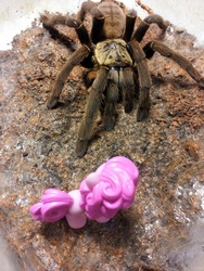 Size: 850x1133 | Tagged: safe, pinkie pie, spider, tarantula, g4, aphonopelma hentzi, gift set, irl, photo, toy