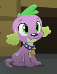Size: 275x357 | Tagged: safe, screencap, spike, spike the regular dog, dog, equestria girls, g4, my little pony equestria girls: friendship games, cute, male, paws, puppy, sitting, smiling, solo, spikabetes, spike's dog collar