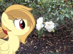 Size: 863x647 | Tagged: safe, artist:estories, artist:thedoubledeuced, oc, oc only, oc:alice goldenfeather, g4, flower, irl, photo, ponies in real life, solo, vector, white rose