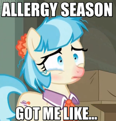 Size: 814x847 | Tagged: safe, edit, edited screencap, screencap, coco pommel, g4, the saddle row review, allergies, cocobetes, cute, dishevelled, female, image macro, meme, messy mane, red nosed, solo, teary eyes, text
