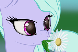 Size: 1363x903 | Tagged: safe, artist:styroponyworks, flitter, g4, daisy (flower), eating, female, flower, herbivore, horses doing horse things, nom, puffy cheeks, solo