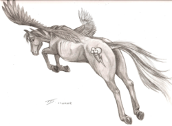 Size: 1200x876 | Tagged: safe, artist:hiroshi-tea, rainbow dash, pegasus, pony, g4, butt, dock, female, hoers, monochrome, plot, realistic, realistic anatomy, realistic horse legs, solo, traditional art