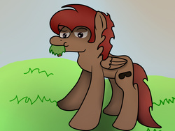 Size: 960x720 | Tagged: safe, artist:chisquiado-poductions, oc, oc only, oc:camelio, pegasus, pony, :t, eating, grass, grazing, herbivore, horses doing horse things, nom, puffy cheeks, solo