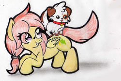 Size: 1379x922 | Tagged: safe, artist:discorded-joker, oc, oc only, oc:honey, dog, dogs riding ponies, not fluttershy, ponytail, riding, solo, traditional art