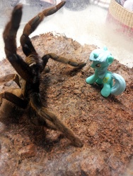 Size: 850x1133 | Tagged: safe, lyra heartstrings, spider, tarantula, g4, blind bag, irl, photo, toy