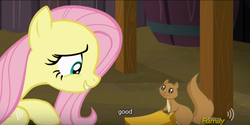 Size: 639x319 | Tagged: safe, artist:mlp-captions, screencap, fluttershy, pony, squirrel, g4, the hooffields and mccolts, discovery family logo, meme, youtube caption