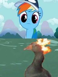 Size: 1343x1773 | Tagged: safe, edit, edited screencap, screencap, rainbow dash, goose, g4, may the best pet win, animal, coach rainbow dash, flaming goose, meme