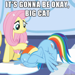 Size: 461x461 | Tagged: safe, edit, edited screencap, screencap, fluttershy, rainbow dash, g4, the crystalling, caption, comforting, game grumps, game grumps in the comments, image macro, meme, petting, reaction image