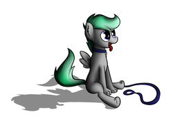 Size: 2941x2071 | Tagged: safe, artist:marsminer, oc, oc only, oc:silver lining, pegasus, pony, behaving like a dog, collar, digital art, high res, leash, sitting, solo, tongue out