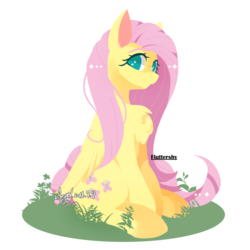 Size: 1120x1120 | Tagged: safe, artist:snow angel, fluttershy, g4, chest fluff, cute, digital art, ear fluff, female, fluffy, folded wings, lineless, looking at you, pixiv, shyabetes, simple background, sitting, solo, transparent background
