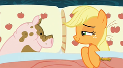 Size: 1277x713 | Tagged: safe, screencap, applejack, earth pony, pig, pony, 28 pranks later, g4, season 6, applejack's bed partner, bed, bedroom eyes, discovery family logo, lidded eyes, meme, meme origin, out of context, pillow, smiling