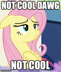 Size: 295x344 | Tagged: safe, screencap, fluttershy, pony, 28 pranks later, g4, cropped, crossed arms, crossed hooves, dawg, hug life, meme